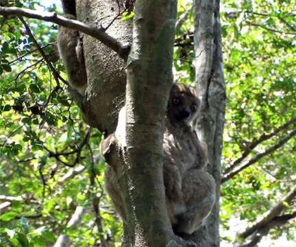 Image of Bemaraha Woolly Lemur