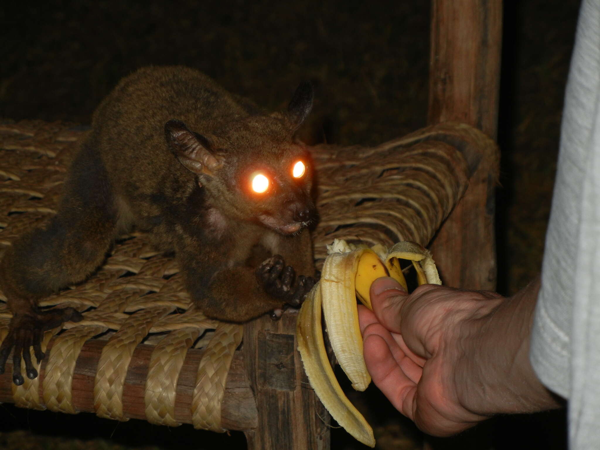 Image of Garnett's Greater Galago