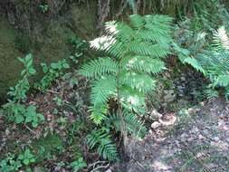 Image of Lacy Tree Fern