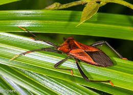 Image of Ochrochira ferruginea Hsiao 1963