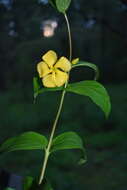 Image of Mandevilla apocynifolia (A. Gray) Woodson