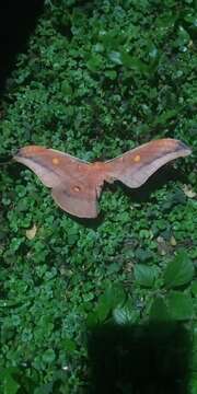 Image of Antheraea formosana Sonan 1937