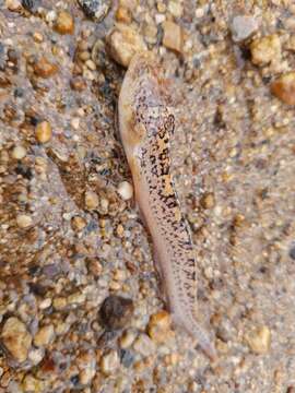 Image of Riverine Stargazer