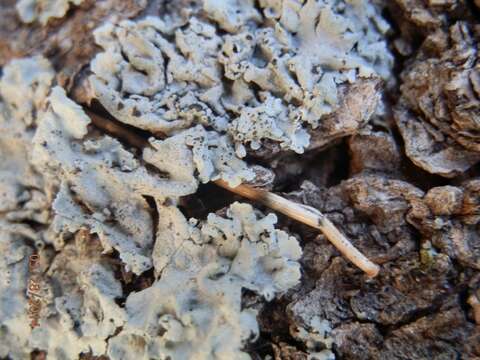 Image of rosette lichen