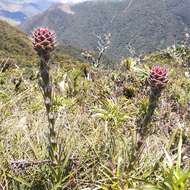 Image of Puya eryngioides André