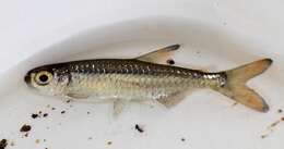 Image of Sharptooth tetra