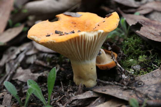 Image de Lactifluus flocktonae (Cleland & Cheel) T. Lebel 2016