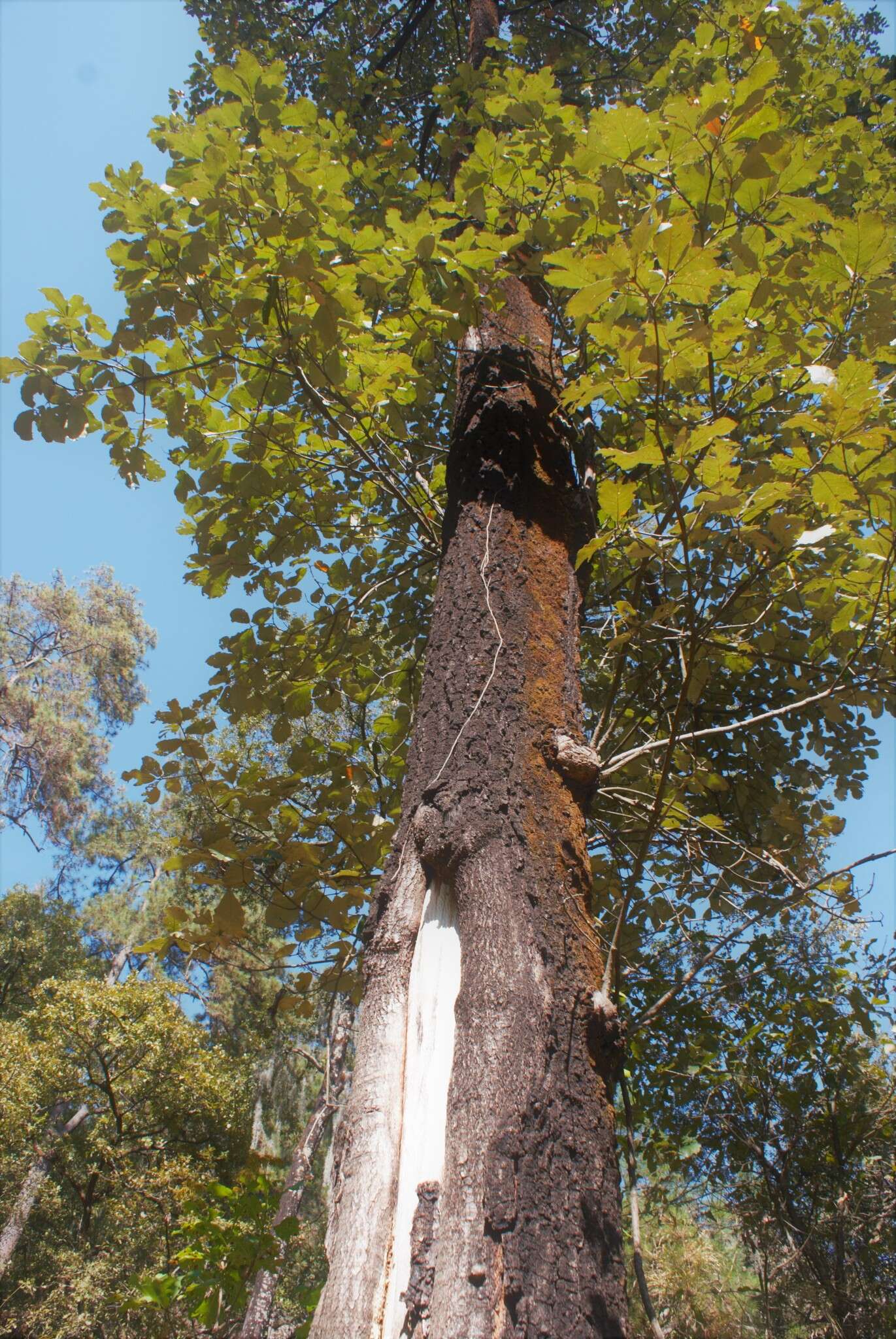 Imagem de Quercus candicans Née