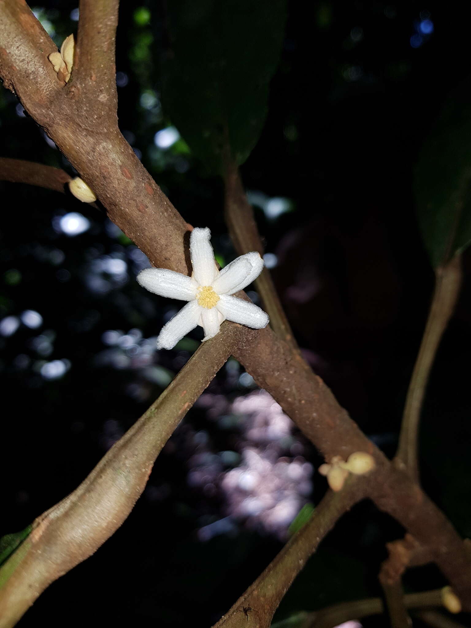 Imagem de Carpotroche platyptera Pittier