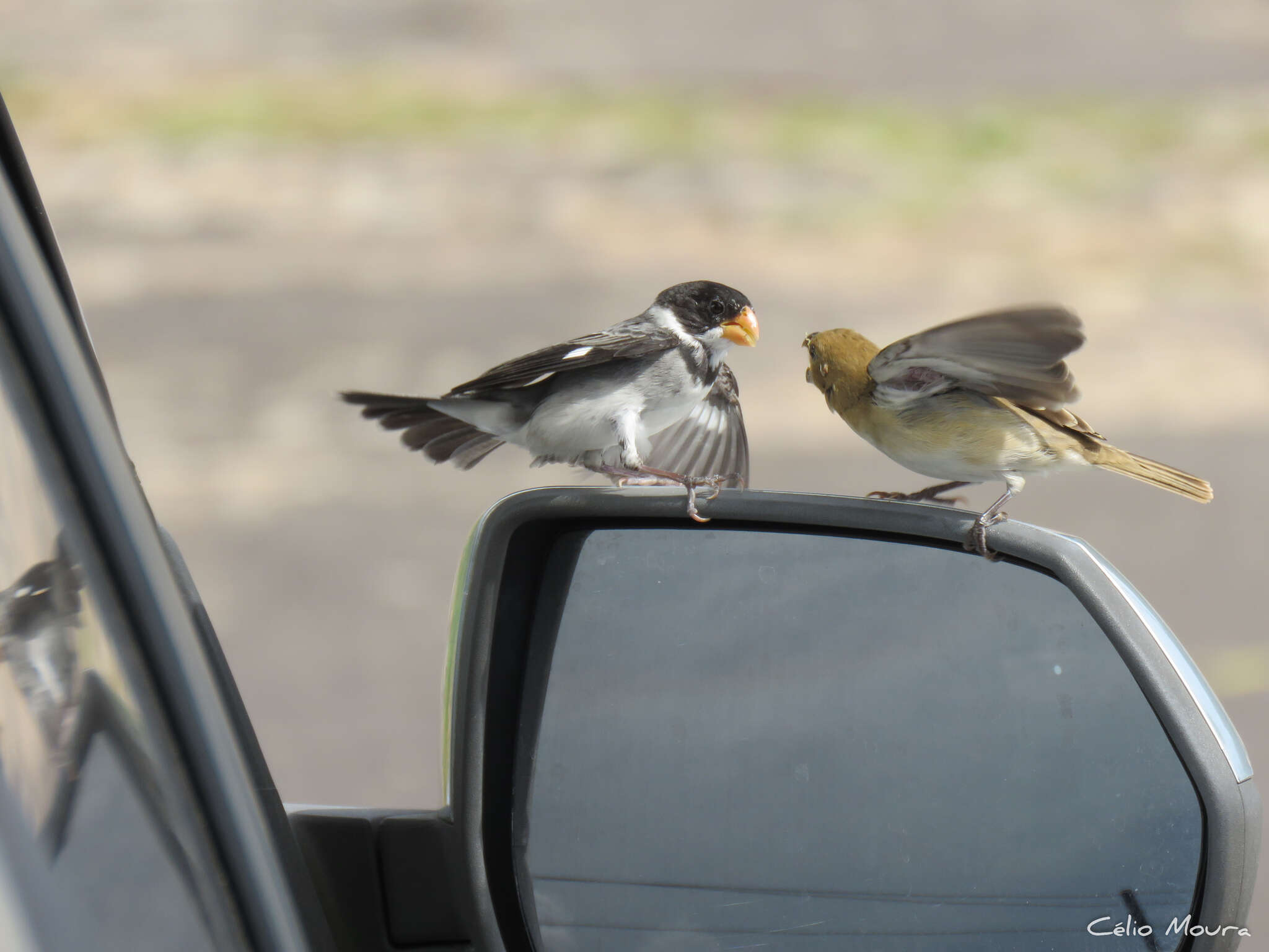 Image of White-throated Seedeater