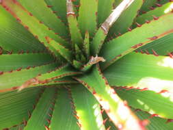 Imagem de Aloe lineata var. muirii (Marloth) Reynolds