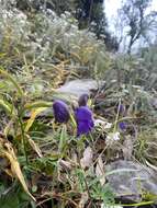 Image of Indian aconite