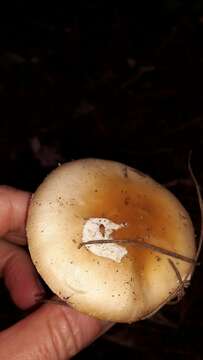 Image of gemmed Amanita