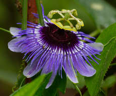 Image de Passiflora amethystina Mikan