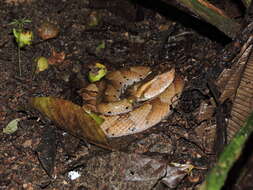 Image of Bothrocophias hyoprora (Amaral 1935)