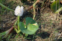 Image of Tropical Pickerelweed