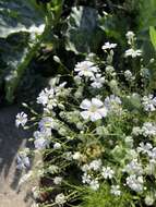 Слика од Gypsophila elegans M. Bieb.