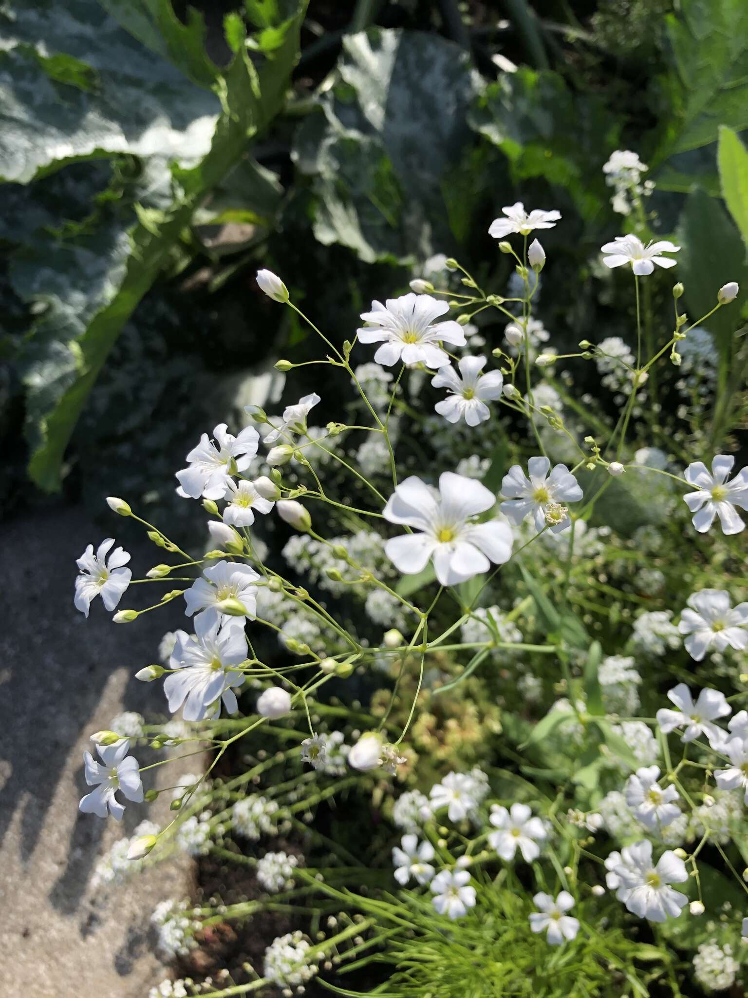 Слика од Gypsophila elegans M. Bieb.