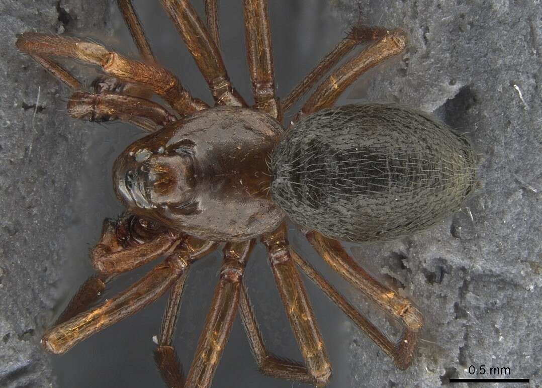 Plancia ëd Scotinotylus formicarius (Dondale & Redner 1972)