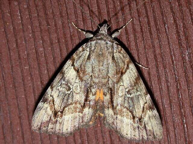 Image of Wonderful Underwing