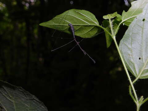 Ghilianella colona McAtee & Malloch 1925 resmi