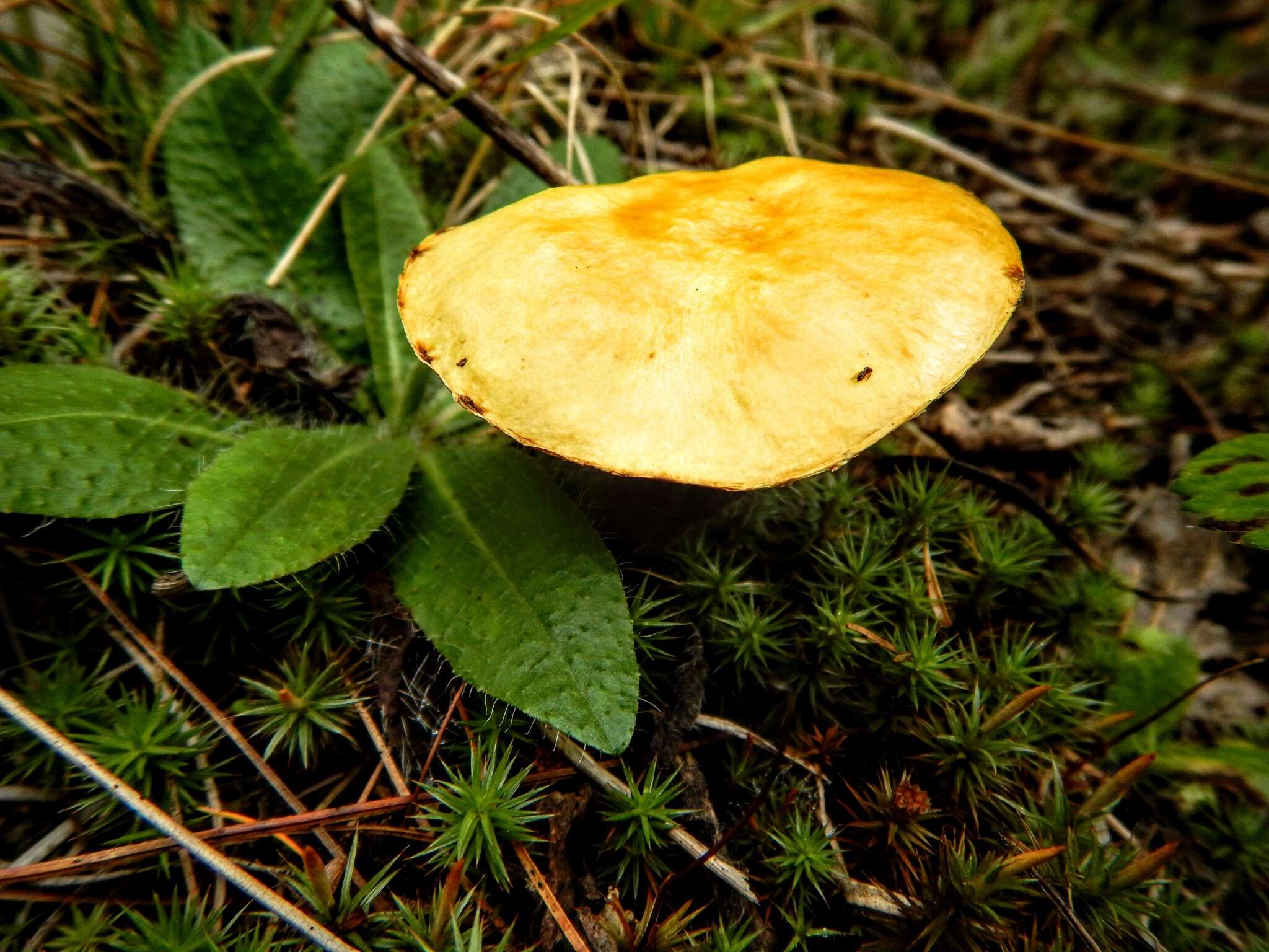 Image of Chicken Fat Mushroom