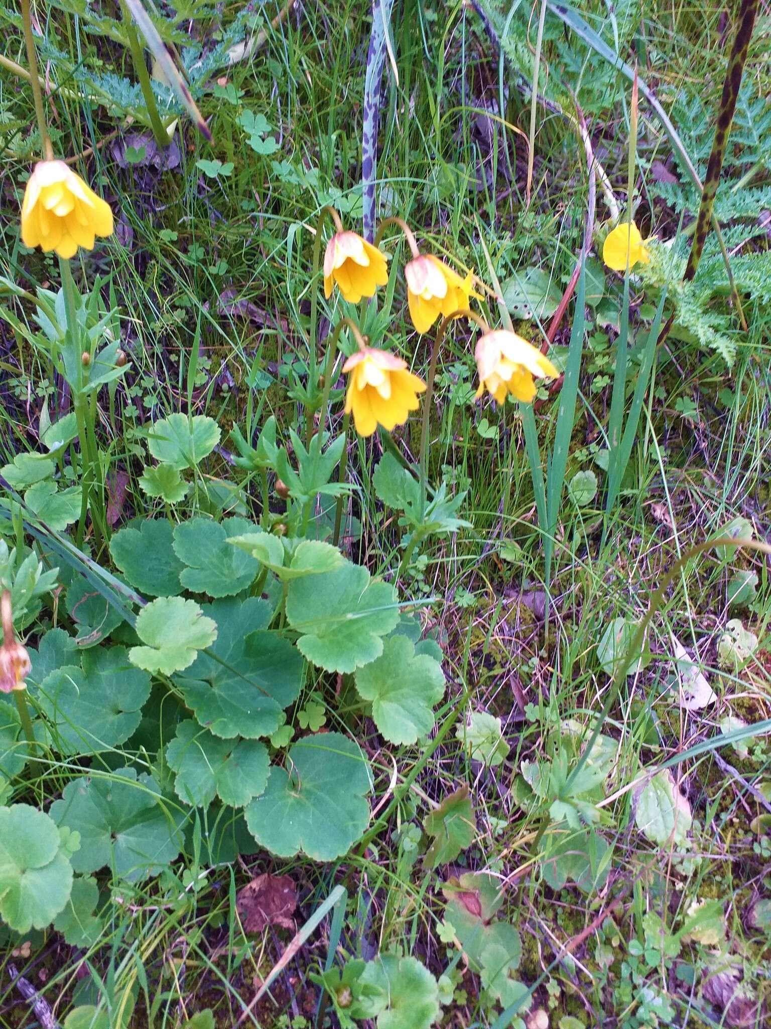 Image of Anemone palmata L.