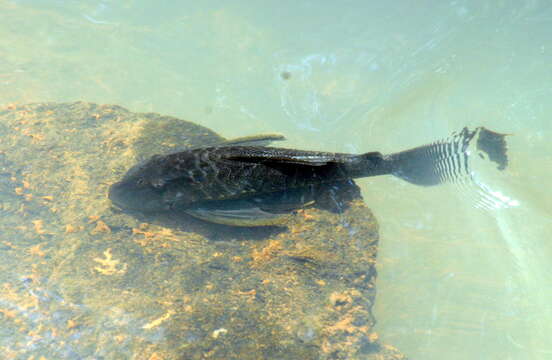 Hypostomus myersi (Gosline 1947)的圖片