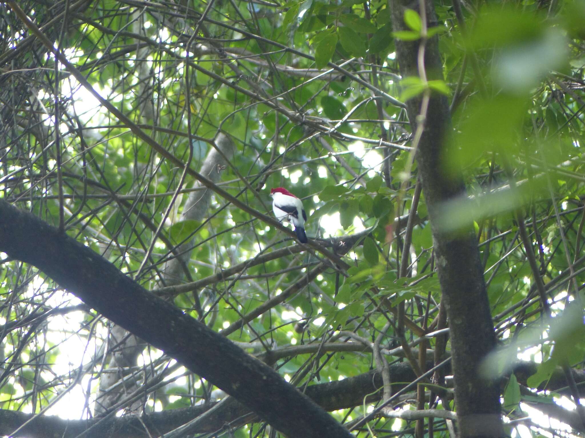 Imagem de Soldadinho-do-araripe