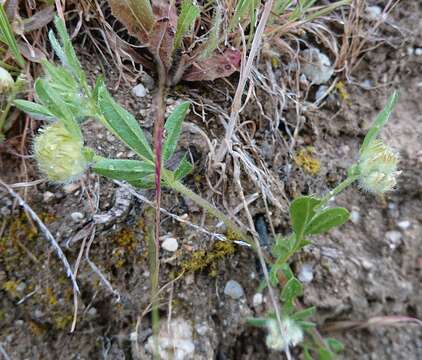 Image of Anthyllis cornicina L.