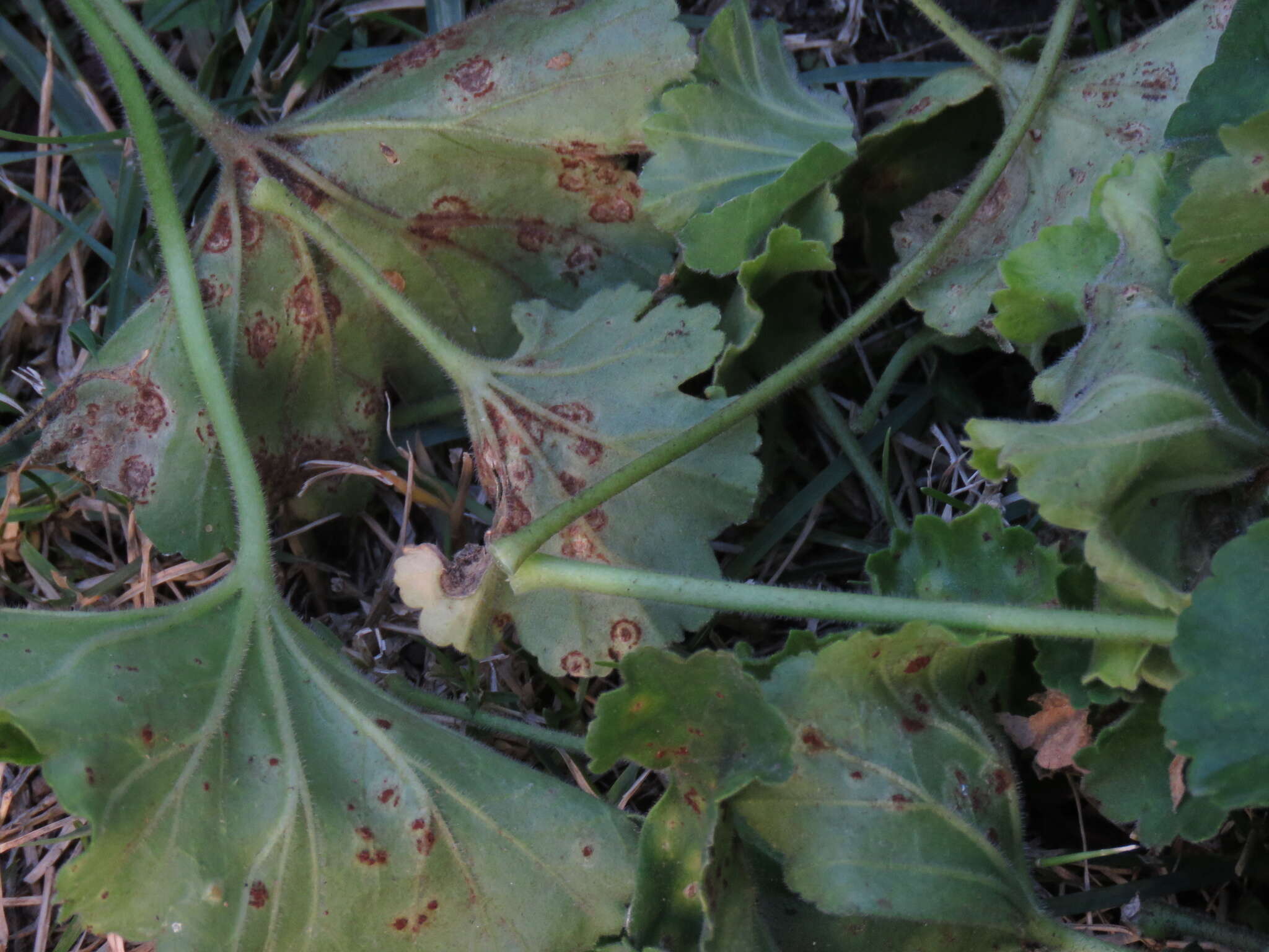 Image of Puccinia pelargonii-zonalis Doidge 1926