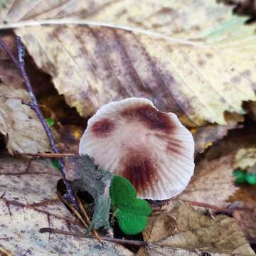 Image of Mycena zephirus (Fr.) P. Kumm. 1871