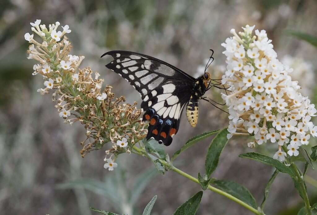 Слика од Papilio anactus Macleay 1826