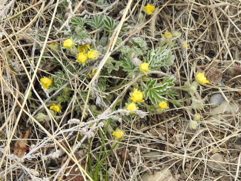 Image of elegant cinquefoil