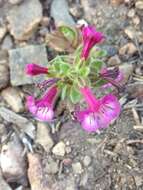 Image of sticky monkeyflower