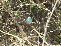 Image of Blue Waxbill