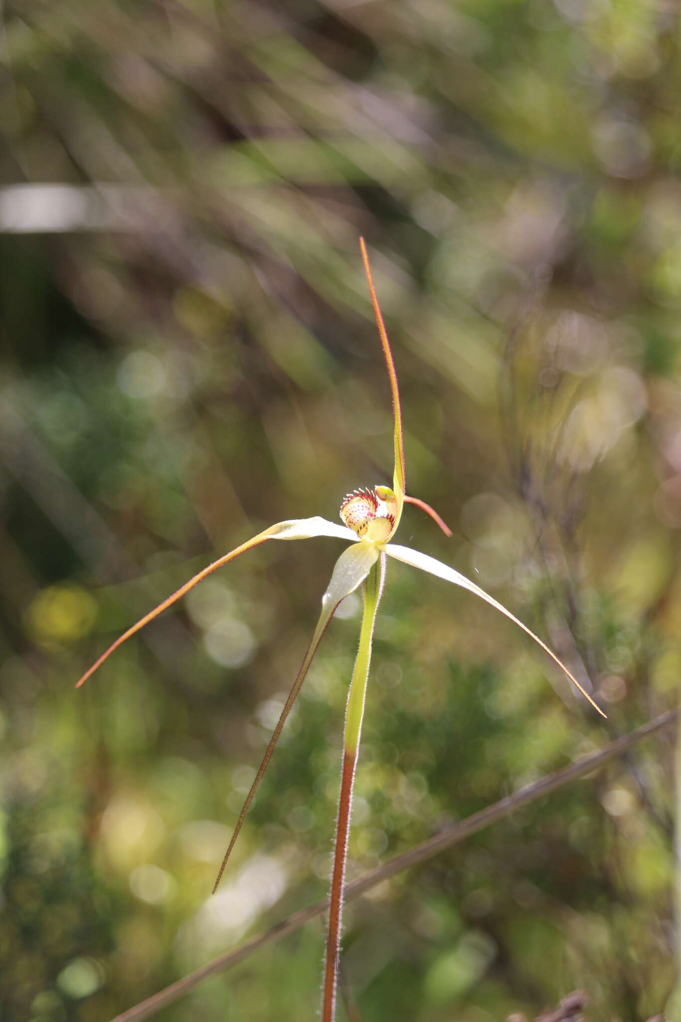 Image of Scented spider orchid