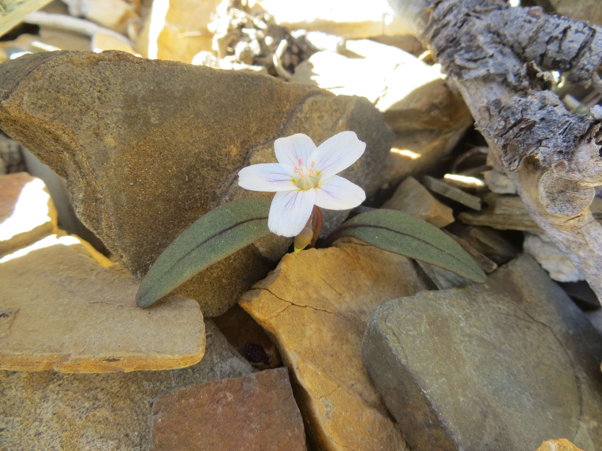 Claytonia panamintensis Stoughton resmi