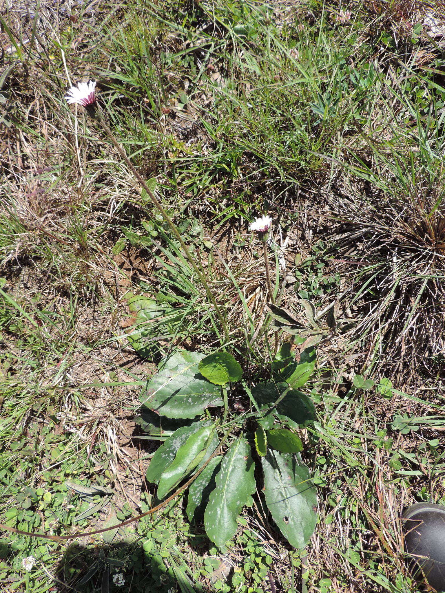 Image of Gerbera viridifolia (DC.) Sch. Bip.