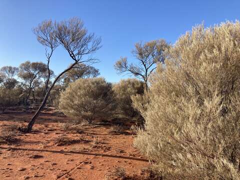 Image of Mulga