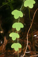 Image of pineland passionflower