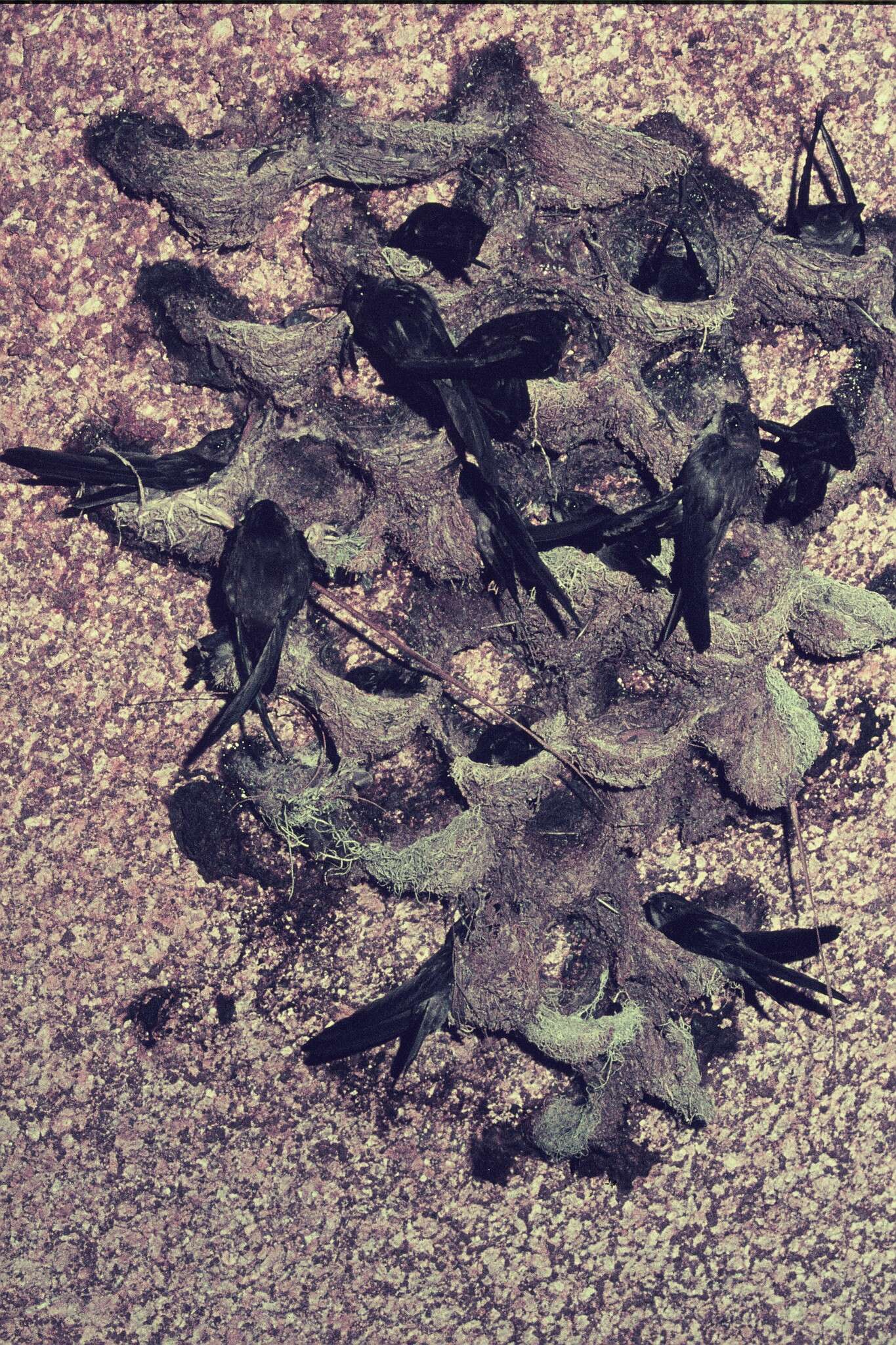 Image of Seychelles Swiftlet