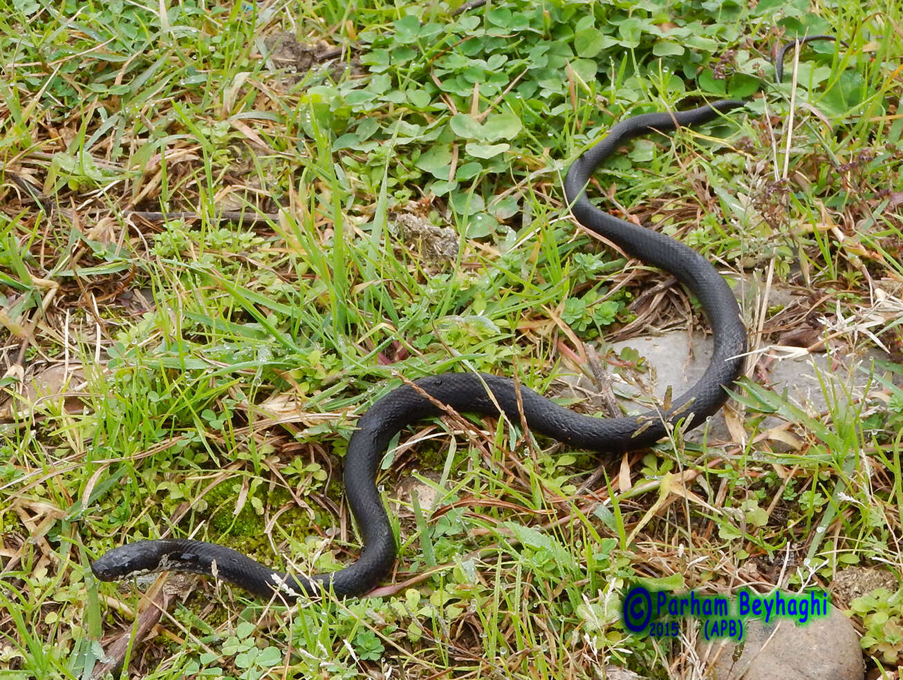 Image of Persian ratsnake