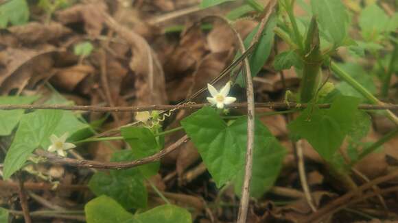 Image of Zehneria japonica (Thunb.) H. Y. Liu