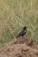 Image of Sooty Chat