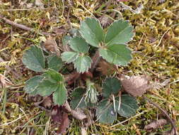 Image of Fragaria ananassa subsp. cuneifolia (Nett. ex Howell) G. Staudt