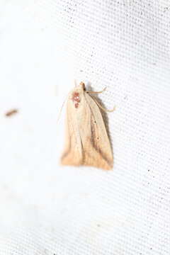 Image of Feeble Grass Moth