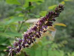 Imagem de Amorpha glabra Poir.