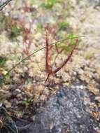 Image of Drosera binata Labill.