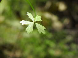 Image of Hydrocotyle paludosa A. R. Bean